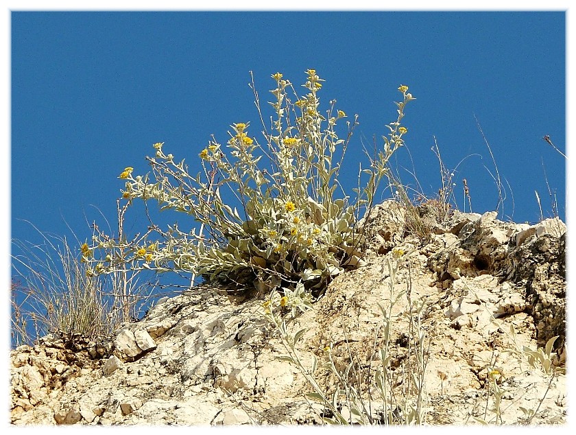 Pentanema verbascifolium (=Inula verbascifolia) / Enula candida